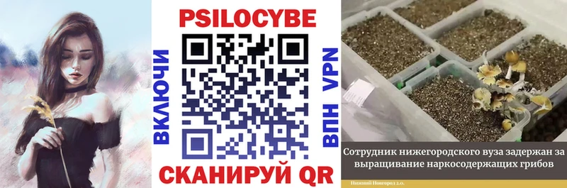Псилоцибиновые грибы Psilocybe  Купить закладки  Ершов 